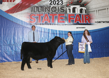 Reserve Grand Champion Bull