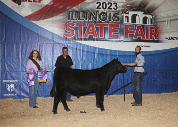 Junior Bull Calf Champion