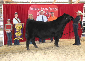 Grand Champion Bred-and-owned Bull