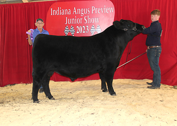Bred-and-owned Junior Champion Bull