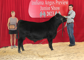 Bred-and-owned Senior Bull Calf Champion