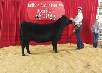 Reserve Intermediate Champion Heifer