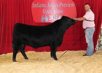 Reserve Junior Champion Bull