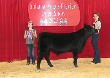 Junior Bull Calf Champion