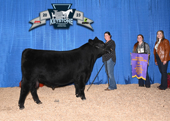 Reserve Grand Champion Bull