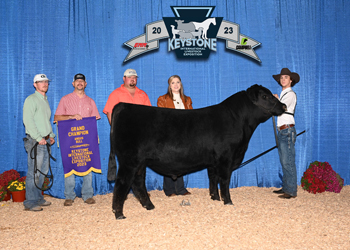 Grand Champion Bull