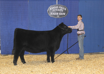 Bred-and-owned Senior Heifer Calf Champion