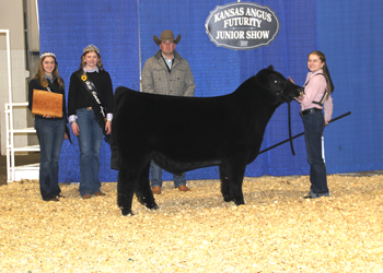 Grand Champion Bred-and-owned Bull