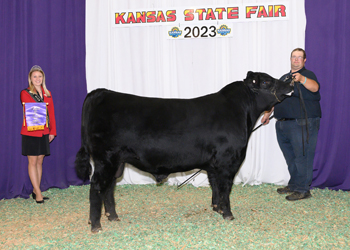 Intermediate Champion Bull