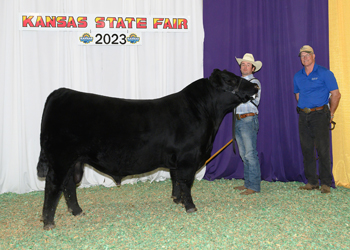 Reserve Senior Champion Bull