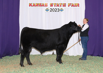 Reserve Senior Bull Calf Champion