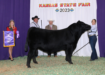 Grand Champion Bull