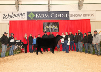 Grand Champion Bred-and-owned Female