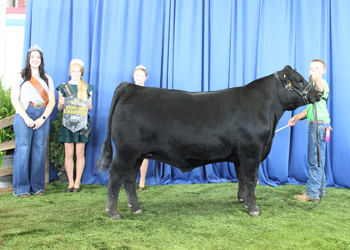 Reserve Grand Champion Steer