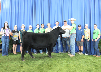 Grand Champion Bred-and-owned Bull