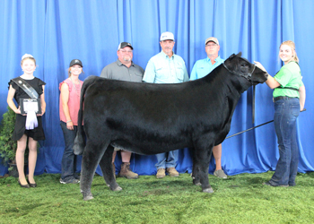 Owned Reserve Intermediate Champion Heifer