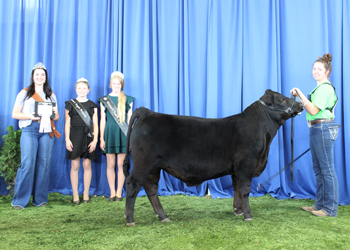 Bred-and-owned Reserve Senior Bull Calf Champion