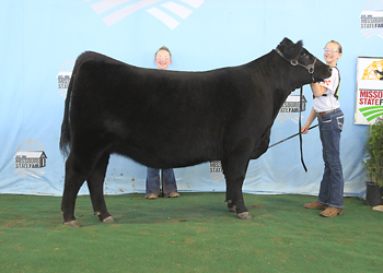 Reserve Senior Champion Female