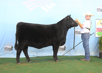 Reserve Intermediate Champion Heifer