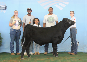 Reserve Junior Bull Calf Champion