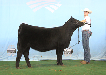 Senior Heifer Calf Champion