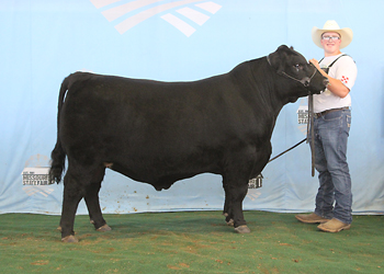 Junior Champion Bull