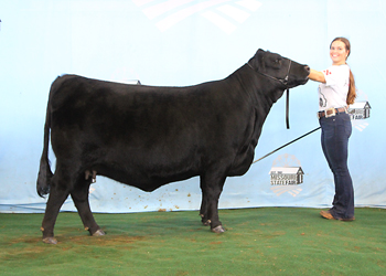 Reserve Senior Champion Female