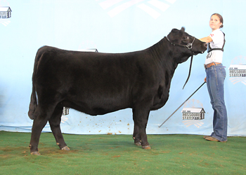 Intermediate Champion Heifer