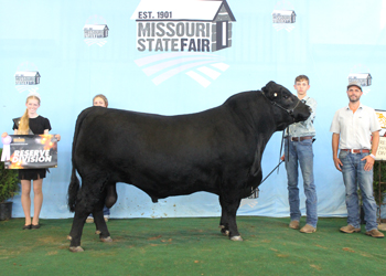 Reserve Senior Champion Bull