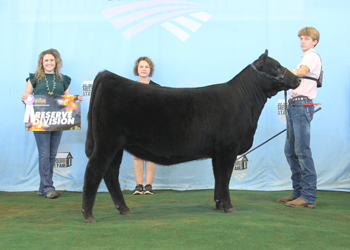 Reserve Late Senior Heifer Calf Champion