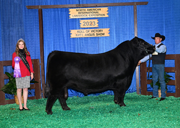 Senior Champion Bull