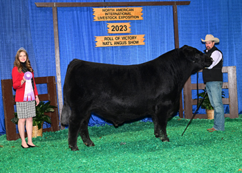 Reserve Senior Champion Bull