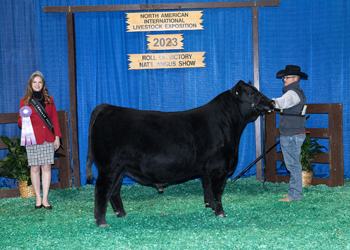 Reserve Senior Bull Calf Champion