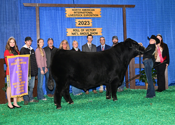 Reserve Grand Champion Bull