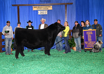 Grand Champion Bull