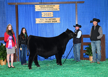 Junior Bull Calf Champion