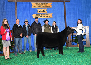 Junior Heifer Calf Champion