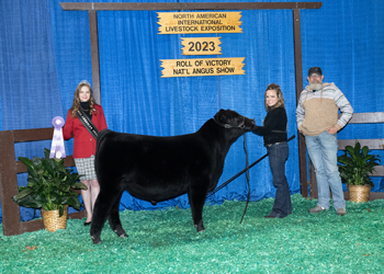 Reserve Junior Bull Calf Champion