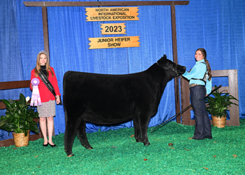 Owned Res Intermediate Champion Heifer - Div 2