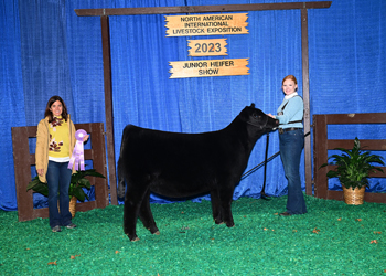 Bred-and-Owned Junior Hfr Calf - Div 2