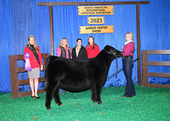 Owned Junior Heifer Calf Champion - Div 2