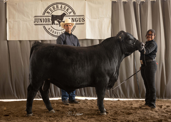 Reserve Grand Champion Bred-and-owned Bull