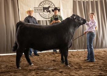 Grand Champion Steer