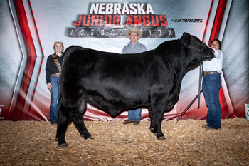 Grand Champion Bred-and-owned Bull