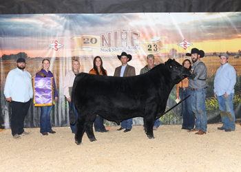 Grand Champion Bull