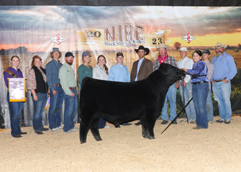 Reserve Grand Champion Bull