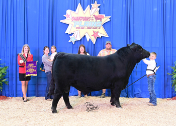 Senior Champion Bull