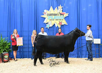 Bred-and-owned Reserve Senior Champion Female