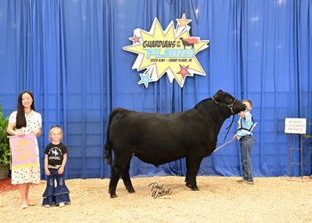Bred-and-owned Reserve Intermediate Champion Bull