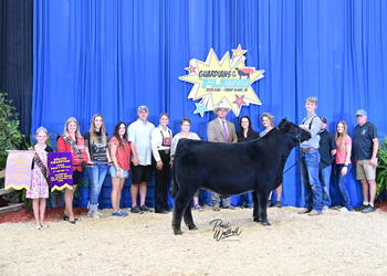 Grand Champion Bred-and-owned Steer